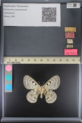 Media type: image;   Entomology 72550